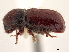  ( - CCDB-30438-C10)  @11 [ ] CreativeCommons - Attribution (2018) CBG Photography Group Smithsonian Institution