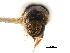  ( - CCDB-30438-C12)  @11 [ ] CreativeCommons - Attribution (2018) CBG Photography Group Smithsonian Institution