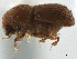  ( - CCDB-30438-D09)  @11 [ ] CreativeCommons - Attribution (2018) CBG Photography Group Smithsonian Institution