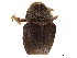  ( - CCDB-30438-D12)  @11 [ ] CreativeCommons - Attribution (2018) CBG Photography Group Smithsonian Institution