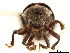  ( - CCDB-30438-D12)  @11 [ ] CreativeCommons - Attribution (2018) CBG Photography Group Smithsonian Institution