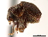 ( - CCDB-30438-D12)  @11 [ ] CreativeCommons - Attribution (2018) CBG Photography Group Smithsonian Institution