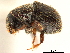  ( - CCDB-30438-E01)  @11 [ ] CreativeCommons - Attribution (2018) CBG Photography Group Smithsonian Institution