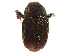  (Diamerus variegatus - CCDB-30438-E03)  @11 [ ] CreativeCommons - Attribution (2018) CBG Photography Group Smithsonian Institution