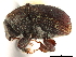  ( - CCDB-30438-E03)  @11 [ ] CreativeCommons - Attribution (2018) CBG Photography Group Smithsonian Institution