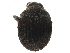  (Sphaerotrypes coimbatorensis - CCDB-30438-E04)  @11 [ ] CreativeCommons - Attribution (2018) CBG Photography Group Smithsonian Institution