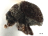  ( - CCDB-30438-E04)  @11 [ ] CreativeCommons - Attribution (2018) CBG Photography Group Smithsonian Institution