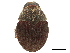  (Sphaerotrypes globulus - CCDB-30438-E05)  @11 [ ] CreativeCommons - Attribution (2018) CBG Photography Group Smithsonian Institution