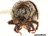 ( - CCDB-30438-E05)  @11 [ ] CreativeCommons - Attribution (2018) CBG Photography Group Smithsonian Institution