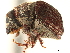  ( - CCDB-30438-E05)  @11 [ ] CreativeCommons - Attribution (2018) CBG Photography Group Smithsonian Institution