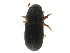  (Coccotrypes pterydophytae - CCDB-30438-E06)  @11 [ ] CreativeCommons - Attribution (2018) CBG Photography Group Smithsonian Institution
