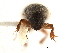  ( - CCDB-30438-E06)  @11 [ ] CreativeCommons - Attribution (2018) CBG Photography Group Smithsonian Institution