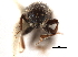 ( - CCDB-30438-E12)  @11 [ ] CreativeCommons - Attribution (2018) CBG Photography Group Smithsonian Institution