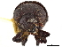  (Phloeoborus - CCDB-30438-F09)  @11 [ ] CreativeCommons - Attribution (2018) CBG Photography Group Smithsonian Institution