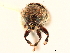  ( - CCDB-30438-G08)  @11 [ ] CreativeCommons - Attribution (2018) CBG Photography Group Smithsonian Institution