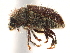  ( - CCDB-30438-G08)  @11 [ ] CreativeCommons - Attribution (2018) CBG Photography Group Smithsonian Institution