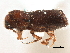  ( - CCDB-30438-G10)  @11 [ ] CreativeCommons - Attribution (2018) CBG Photography Group Smithsonian Institution