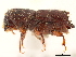  ( - CCDB-30438-G11)  @11 [ ] CreativeCommons - Attribution (2018) CBG Photography Group Smithsonian Institution