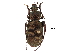  (Carabus insulicola - CCDB-30439-D09)  @11 [ ] CreativeCommons - Attribution (2018) CBG Photography Group Smithsonian Institution