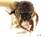  ( - CCDB-30440-A01)  @11 [ ] CreativeCommons - Attribution (2018) CBG Photography Group Smithsonian Institution