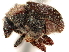  ( - CCDB-30440-A11)  @11 [ ] CreativeCommons - Attribution (2018) CBG Photography Group Smithsonian Institution