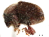  (Aricerus - CCDB-30440-A12)  @11 [ ] CreativeCommons - Attribution (2018) CBG Photography Group Smithsonian Institution