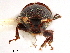  (Phloeotribus biguttatus - CCDB-30440-B01)  @11 [ ] CreativeCommons - Attribution (2018) CBG Photography Group Smithsonian Institution
