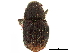  ( - CCDB-30440-B02)  @11 [ ] CreativeCommons - Attribution (2018) CBG Photography Group Smithsonian Institution