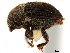  ( - CCDB-30440-B04)  @11 [ ] CreativeCommons - Attribution (2018) CBG Photography Group Smithsonian Institution