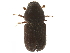  (Polygraphus difficilis - CCDB-30440-B09)  @11 [ ] CreativeCommons - Attribution (2018) CBG Photography Group Smithsonian Institution