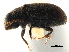  (Polygraphus horyurensis - CCDB-30440-B10)  @11 [ ] CreativeCommons - Attribution (2018) CBG Photography Group Smithsonian Institution