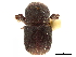  ( - CCDB-30440-C01)  @11 [ ] CreativeCommons - Attribution (2018) CBG Photography Group Smithsonian Institution