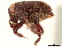  ( - CCDB-30440-C03)  @11 [ ] CreativeCommons - Attribution (2018) CBG Photography Group Smithsonian Institution