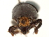  ( - CCDB-30440-C04)  @11 [ ] CreativeCommons - Attribution (2018) CBG Photography Group Smithsonian Institution