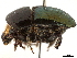  ( - CCDB-30440-C04)  @11 [ ] CreativeCommons - Attribution (2018) CBG Photography Group Smithsonian Institution