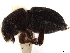  ( - CCDB-30440-C08)  @11 [ ] CreativeCommons - Attribution (2018) CBG Photography Group Smithsonian Institution