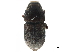  ( - CCDB-30440-C10)  @11 [ ] CreativeCommons - Attribution (2018) CBG Photography Group Smithsonian Institution
