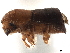  ( - CCDB-30440-D03)  @11 [ ] CreativeCommons - Attribution (2018) CBG Photography Group Smithsonian Institution