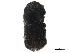  (Arixyleborus puberulus - CCDB-30440-D09)  @11 [ ] CreativeCommons - Attribution (2018) CBG Photography Group Smithsonian Institution