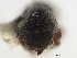  ( - CCDB-30440-D09)  @11 [ ] CreativeCommons - Attribution (2018) CBG Photography Group Smithsonian Institution