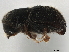  ( - CCDB-30440-D09)  @11 [ ] CreativeCommons - Attribution (2018) CBG Photography Group Smithsonian Institution