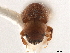  ( - CCDB-30440-E04)  @11 [ ] CreativeCommons - Attribution (2018) CBG Photography Group Smithsonian Institution