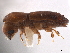  ( - CCDB-30440-E04)  @11 [ ] CreativeCommons - Attribution (2018) CBG Photography Group Smithsonian Institution