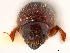  ( - CCDB-30440-F04)  @11 [ ] CreativeCommons - Attribution (2018) CBG Photography Group Smithsonian Institution
