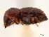  ( - CCDB-30440-F04)  @11 [ ] CreativeCommons - Attribution (2018) CBG Photography Group Smithsonian Institution
