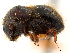  ( - CCDB-30440-F07)  @11 [ ] CreativeCommons - Attribution (2018) CBG Photography Group Smithsonian Institution