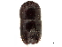  (Taurodemus bicornutus - CCDB-30440-F09)  @11 [ ] CreativeCommons - Attribution (2018) CBG Photography Group Smithsonian Institution