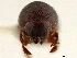  ( - CCDB-30440-F10)  @11 [ ] CreativeCommons - Attribution (2018) CBG Photography Group Smithsonian Institution