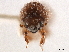  ( - CCDB-30440-F11)  @11 [ ] CreativeCommons - Attribution (2018) CBG Photography Group Smithsonian Institution