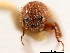  ( - CCDB-30440-G02)  @11 [ ] CreativeCommons - Attribution (2018) CBG Photography Group Smithsonian Institution